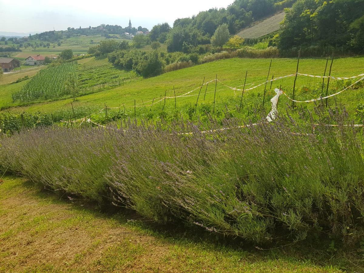 Apartman Potocki Krapina Buitenkant foto